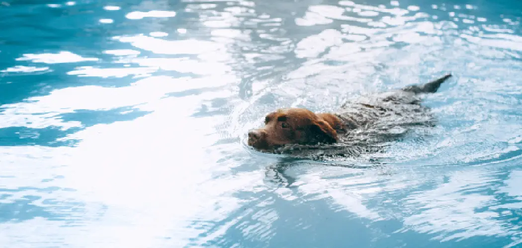 How to Protect Vinyl Pool Liner From Dog