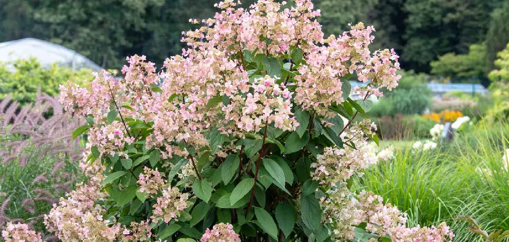 How to Prune Quick Fire Hydrangea