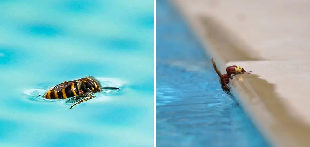 How to Deter Wasps from Pool