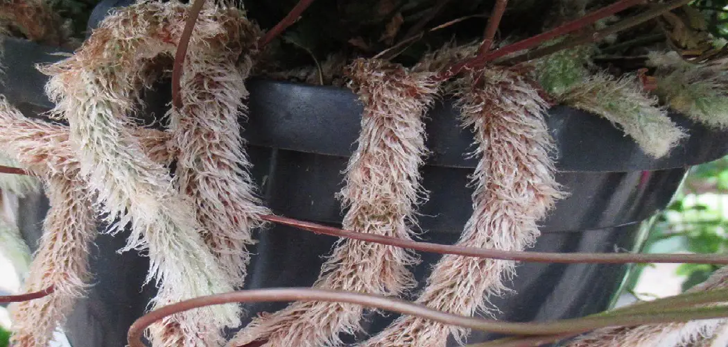 How to Attract Rabbits to Your Yard