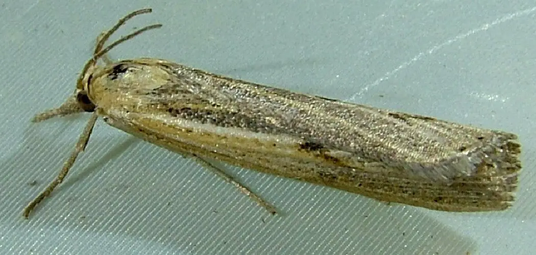 How to Get Rid of Lawn Moths