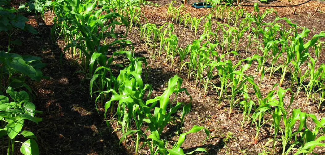 How to Grow Corn in Backyard