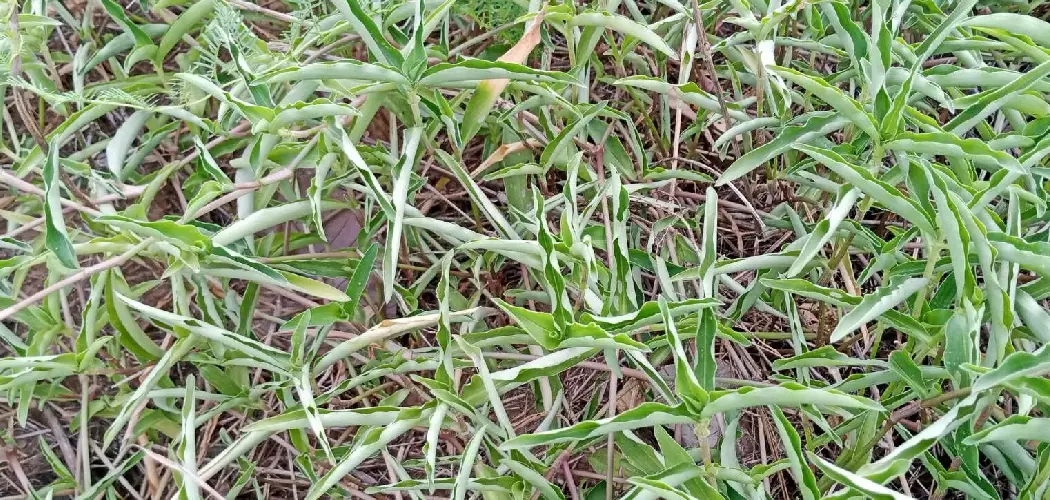 How to Plant St Augustine Sod