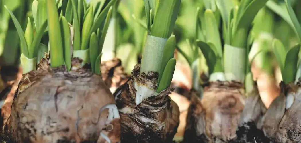 How to Use a Bulb Planter