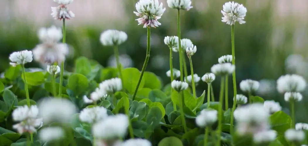 How to Use a Dandelion Weeder