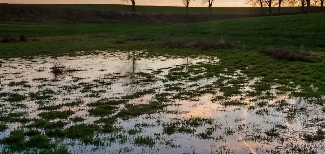 How to Get Rid of Grass in a Pond