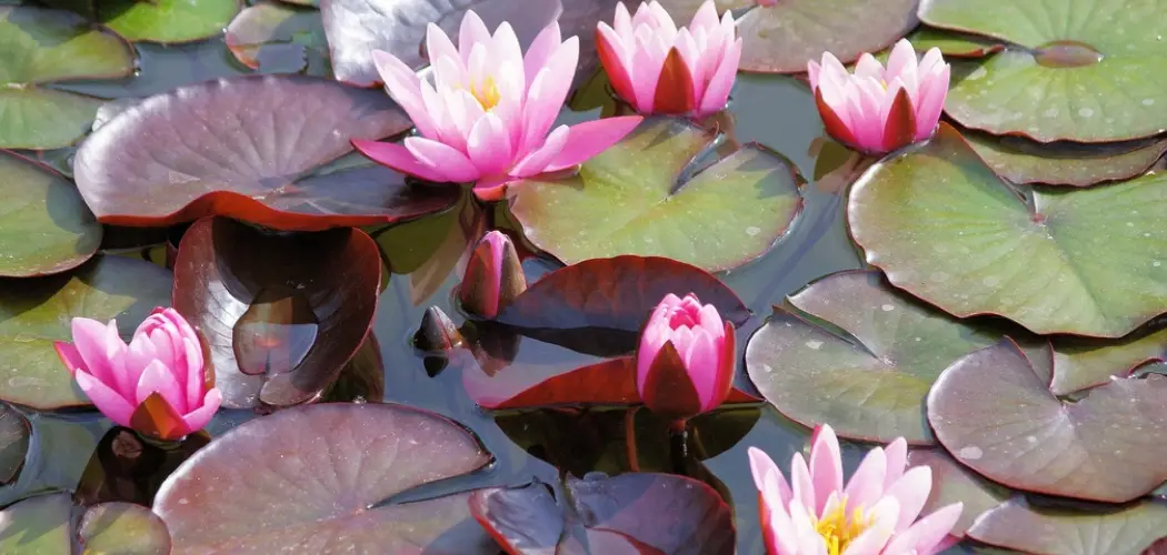 How to Plant Water Lily in Pond