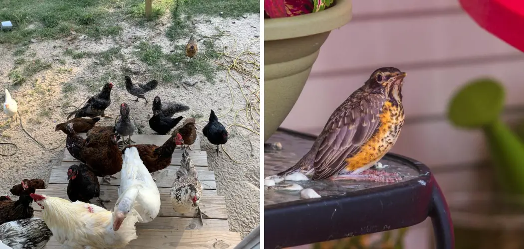 How to Stop Birds From Pooping on My Porch