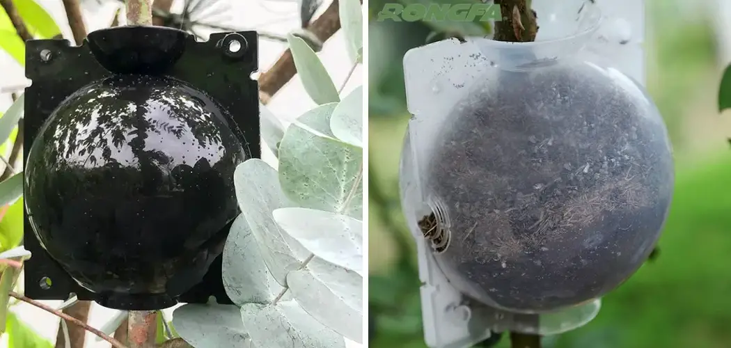 How to Use a Rooting Ball