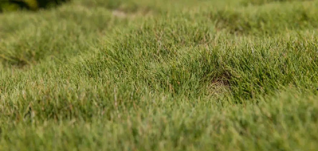 How to Fix a Lumpy Lawn