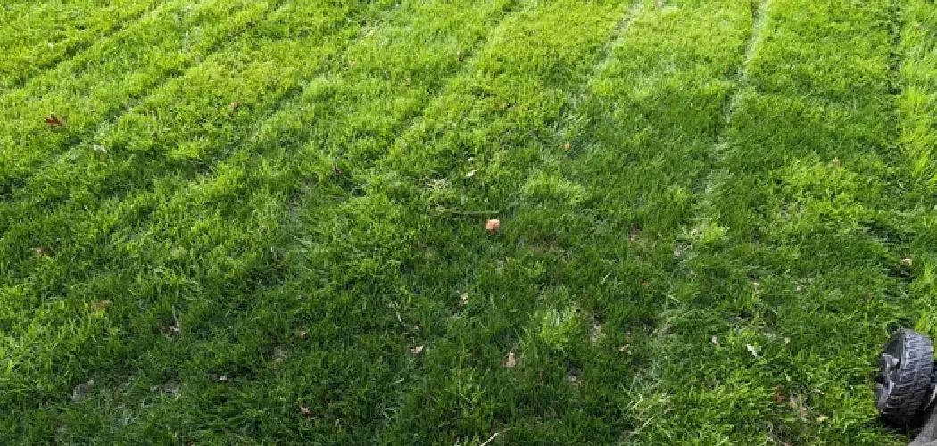 How to Make My Grass All the Same Color