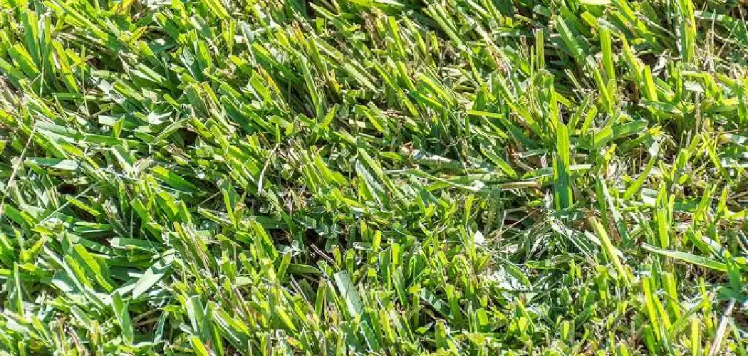 How to Make Centipede Grass Spread