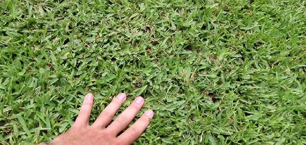 How to Cut St Augustine Grass