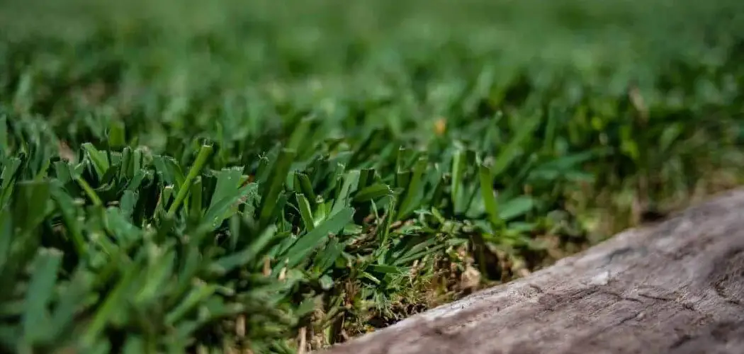 How to Make St Augustine Grass Spread Quickly