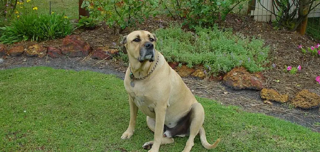 How To Get Rid Of Dog Urine Smell In Backyard