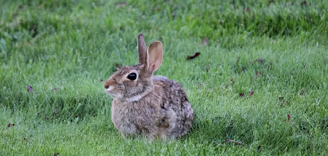 How To Get Rid Of Rabbits In Backyard
