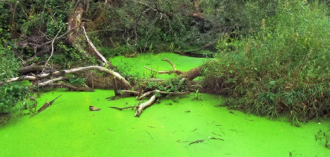 How To Get Rid of Algae on a Pond