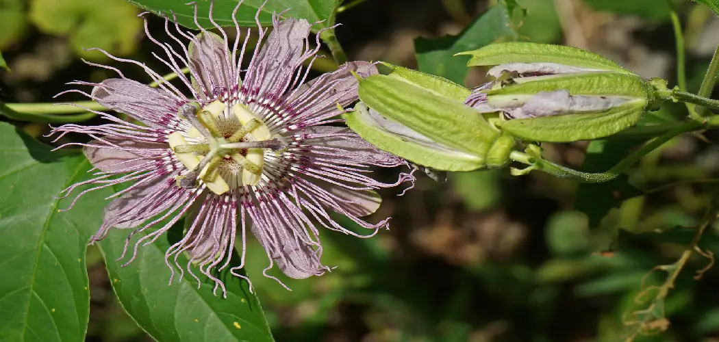 How to Harvest Passion Flower
